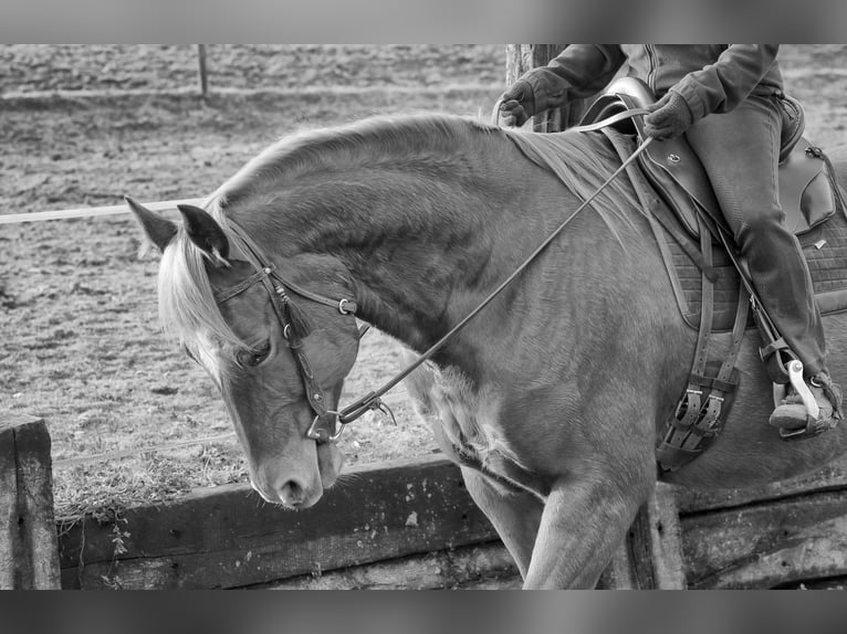 American Quarter Horse Castrone 14 Anni 153 cm Sauro in Knœringue