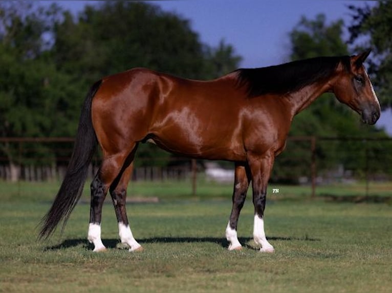 American Quarter Horse Castrone 14 Anni 155 cm Baio ciliegia in Dennis, TX