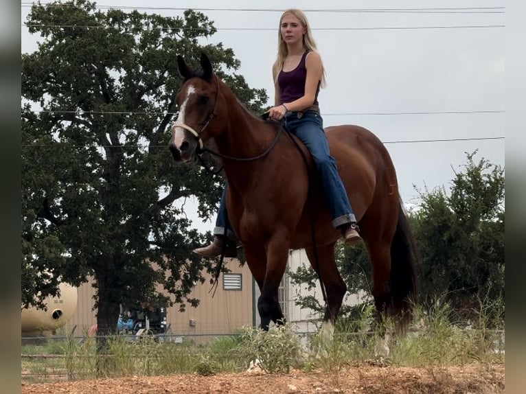 American Quarter Horse Castrone 14 Anni 155 cm Baio ciliegia in Dennis, TX