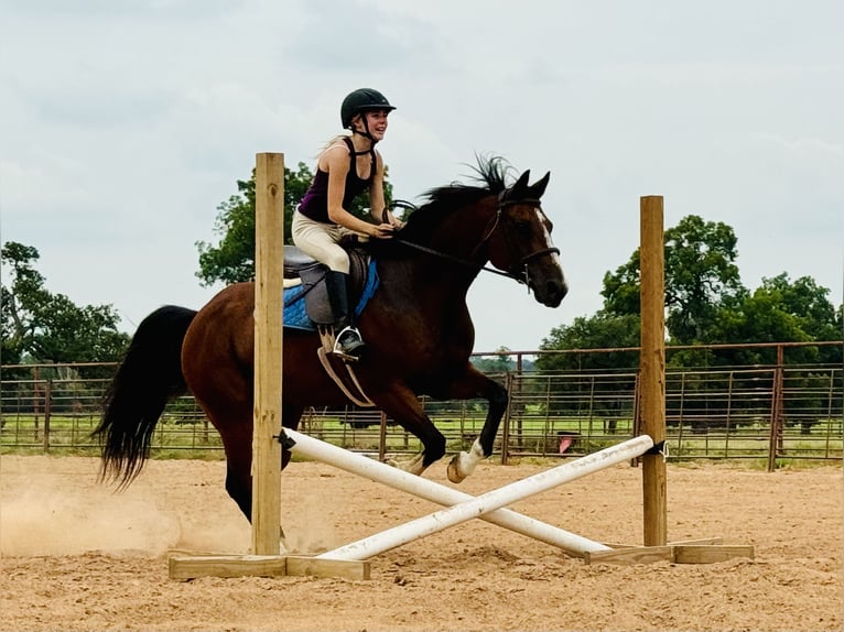 American Quarter Horse Castrone 14 Anni 155 cm Baio ciliegia in Dennis, TX