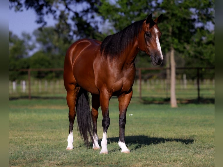 American Quarter Horse Castrone 14 Anni 155 cm Baio ciliegia in Dennis, TX