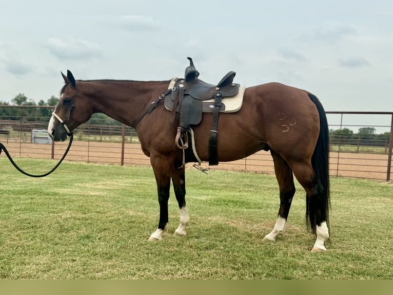 American Quarter Horse Castrone 14 Anni 155 cm Baio ciliegia in Dennis, TX