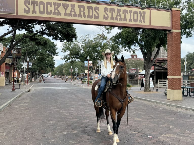 American Quarter Horse Castrone 14 Anni 155 cm Baio ciliegia in Dennis, TX