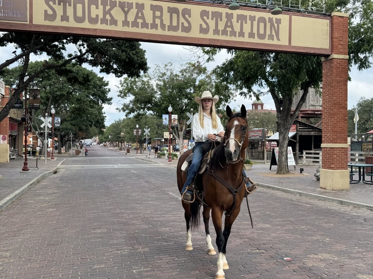 American Quarter Horse Castrone 14 Anni 155 cm Baio ciliegia in Dennis, TX