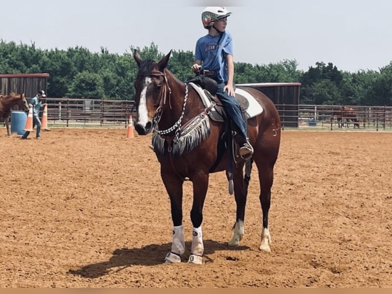 American Quarter Horse Castrone 14 Anni 155 cm Baio ciliegia in Dennis, TX