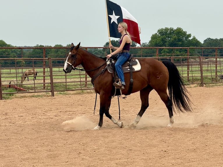 American Quarter Horse Castrone 14 Anni 155 cm Baio ciliegia in Dennis, TX