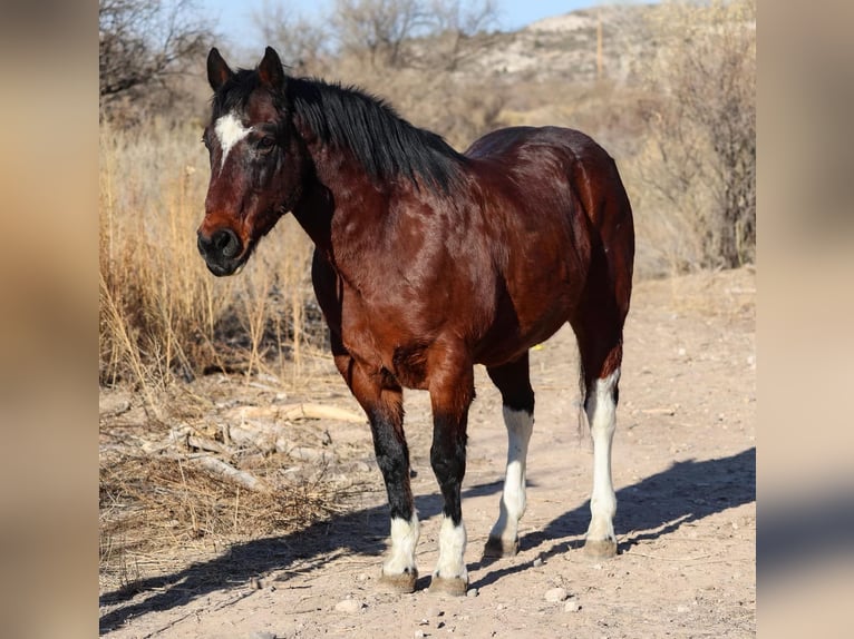 American Quarter Horse Castrone 14 Anni 155 cm Baio ciliegia in Camp Verde AZ