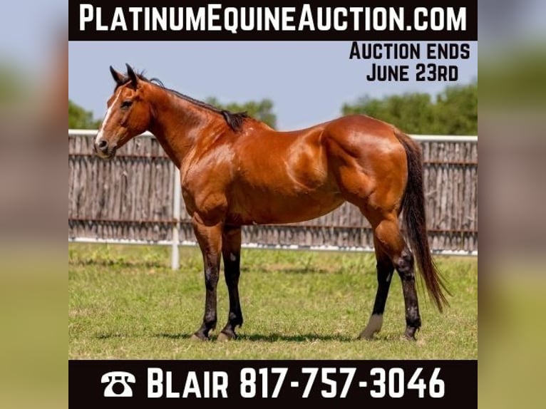 American Quarter Horse Castrone 14 Anni 155 cm Baio ciliegia in Weatherford TX