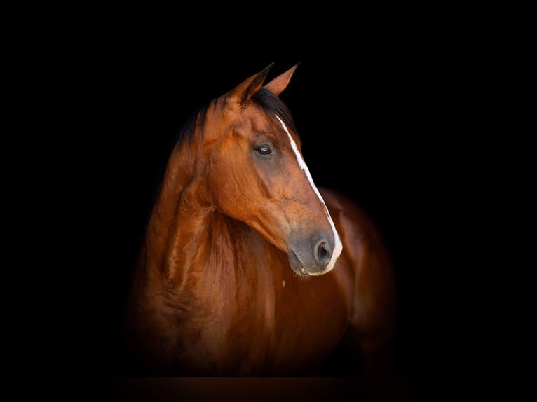 American Quarter Horse Castrone 14 Anni 155 cm Baio ciliegia in Weatherford TX