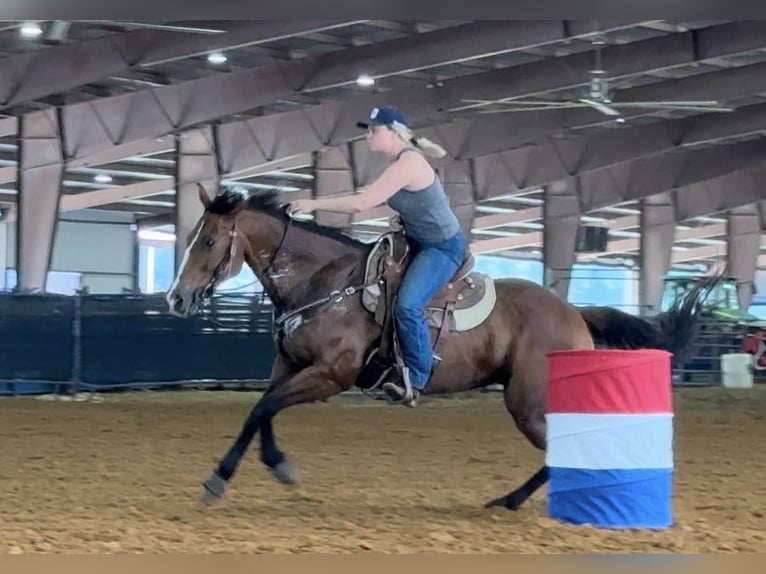 American Quarter Horse Castrone 14 Anni 155 cm Baio ciliegia in Weatherford TX