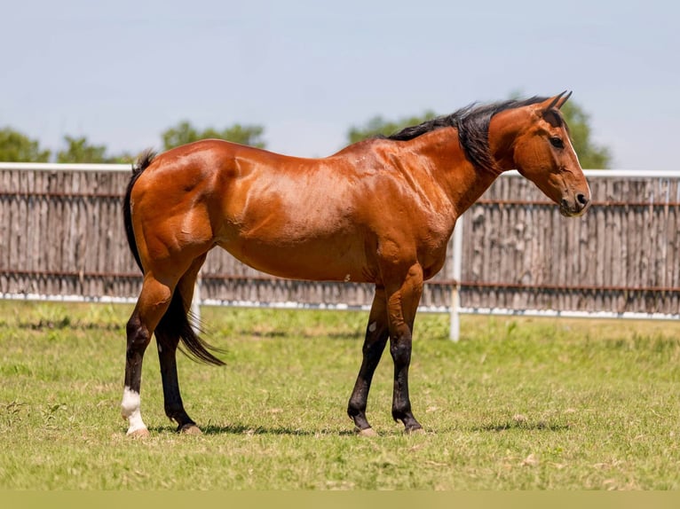 American Quarter Horse Castrone 14 Anni 155 cm Baio ciliegia in Weatherford TX