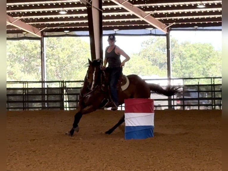 American Quarter Horse Castrone 14 Anni 155 cm Baio ciliegia in Weatherford TX