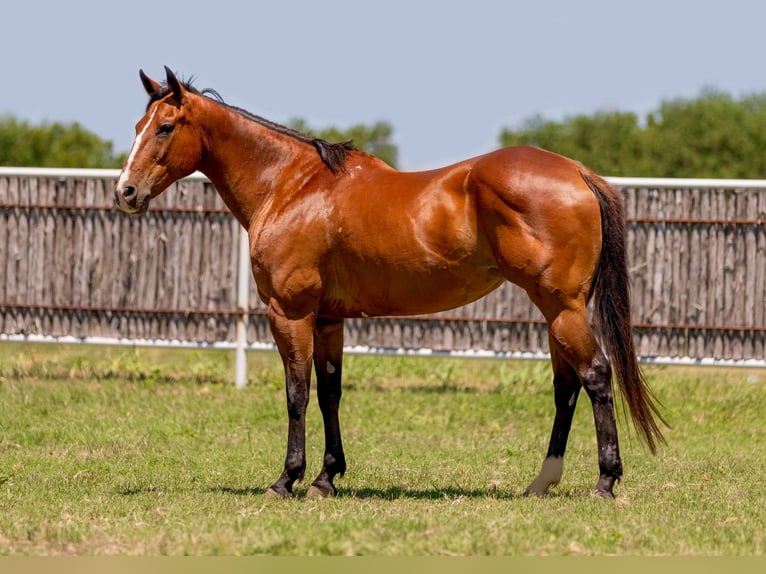 American Quarter Horse Castrone 14 Anni 155 cm Baio ciliegia in Weatherford TX