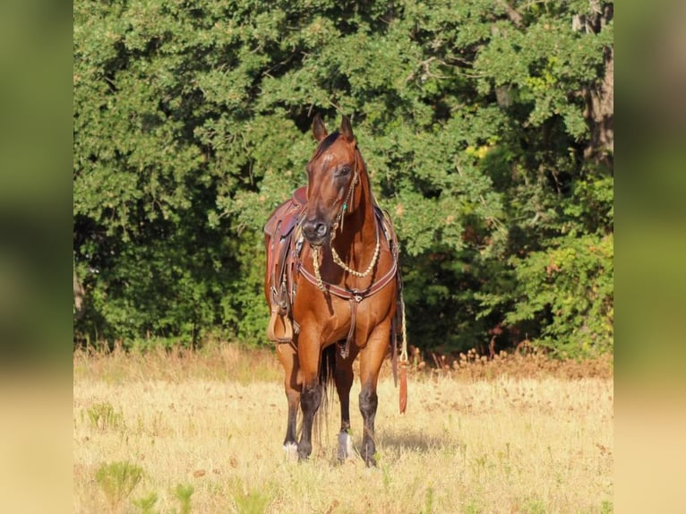 American Quarter Horse Mix Castrone 14 Anni 155 cm Baio ciliegia in Pilot Point, TX