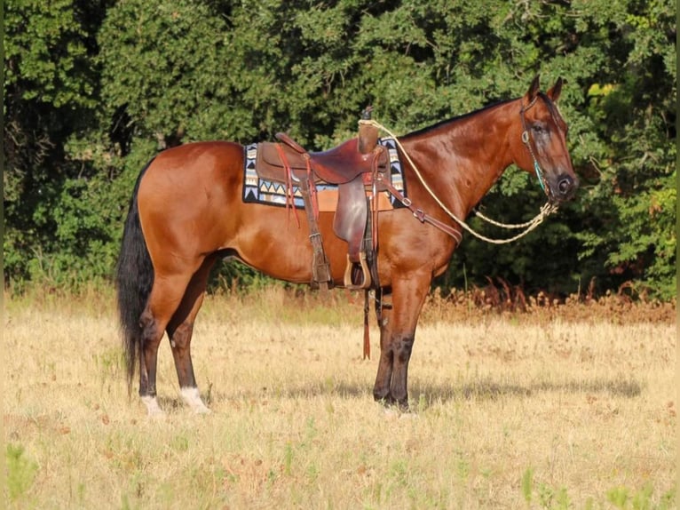 American Quarter Horse Mix Castrone 14 Anni 155 cm Baio ciliegia in Pilot Point, TX