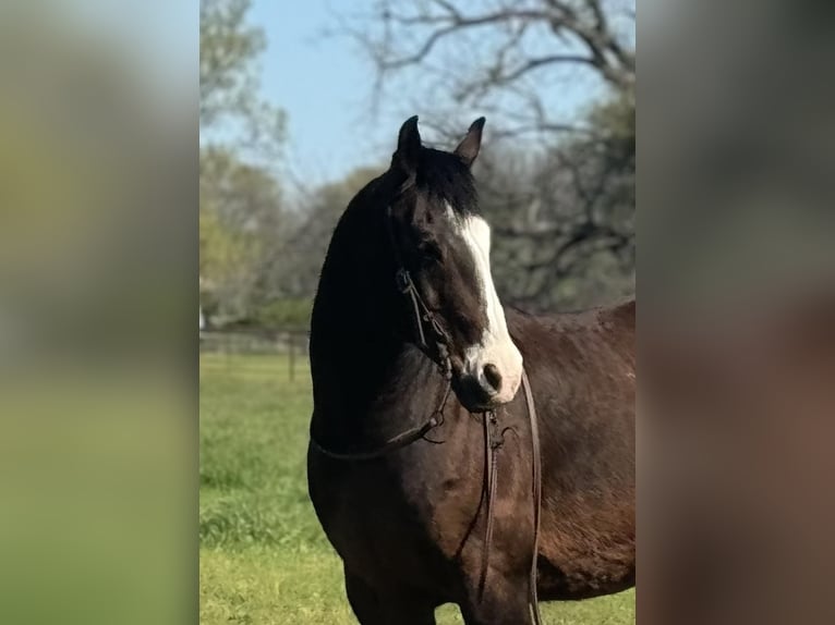 American Quarter Horse Castrone 14 Anni 155 cm Baio ciliegia in WEATHERFORD, TX