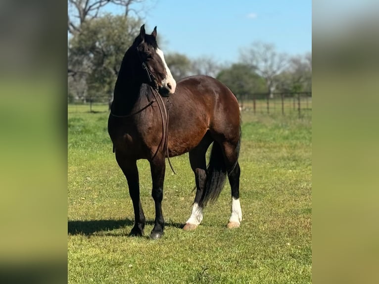 American Quarter Horse Castrone 14 Anni 155 cm Baio ciliegia in WEATHERFORD, TX