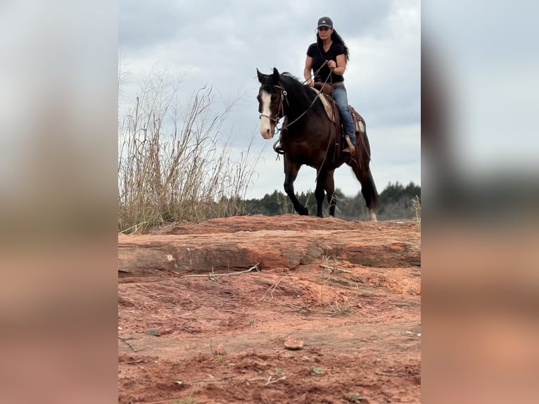 American Quarter Horse Castrone 14 Anni 155 cm Baio ciliegia in WEATHERFORD, TX