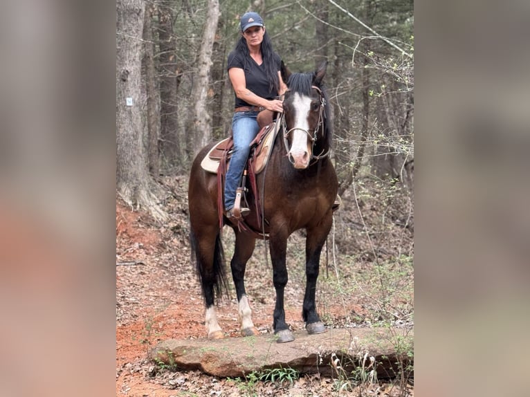 American Quarter Horse Castrone 14 Anni 155 cm Baio ciliegia in WEATHERFORD, TX