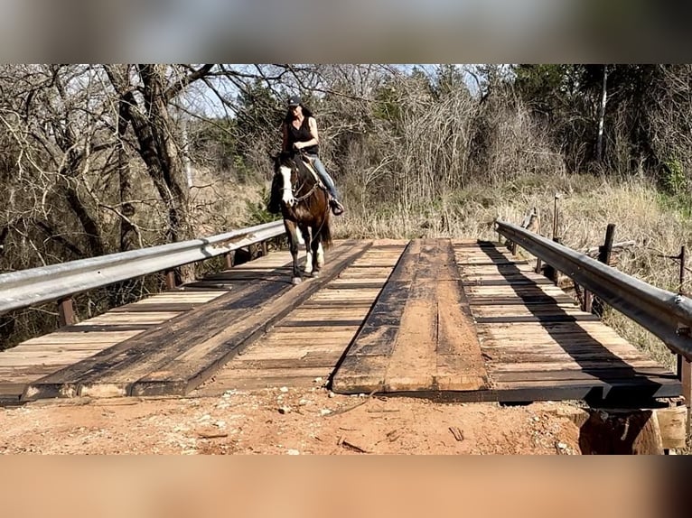 American Quarter Horse Castrone 14 Anni 155 cm Baio ciliegia in WEATHERFORD, TX