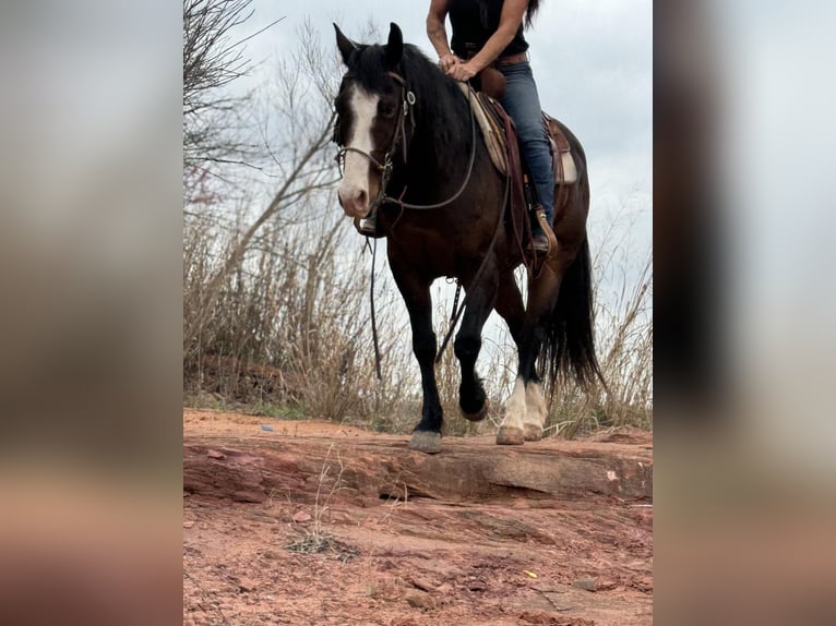 American Quarter Horse Castrone 14 Anni 155 cm Baio ciliegia in WEATHERFORD, TX