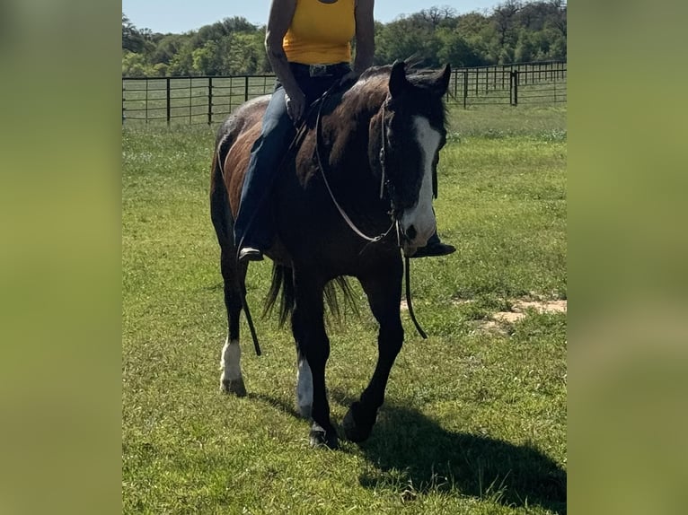 American Quarter Horse Castrone 14 Anni 155 cm Baio ciliegia in WEATHERFORD, TX