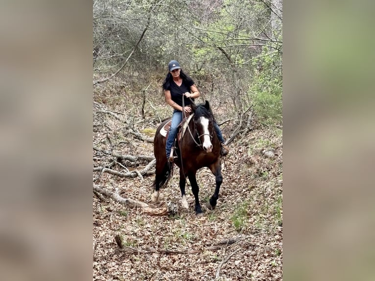 American Quarter Horse Castrone 14 Anni 155 cm Baio ciliegia in WEATHERFORD, TX