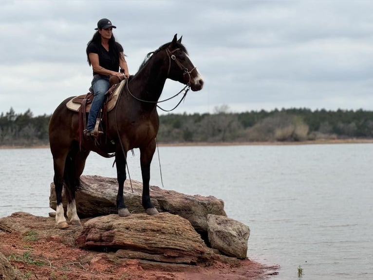 American Quarter Horse Castrone 14 Anni 155 cm Baio ciliegia in WEATHERFORD, TX