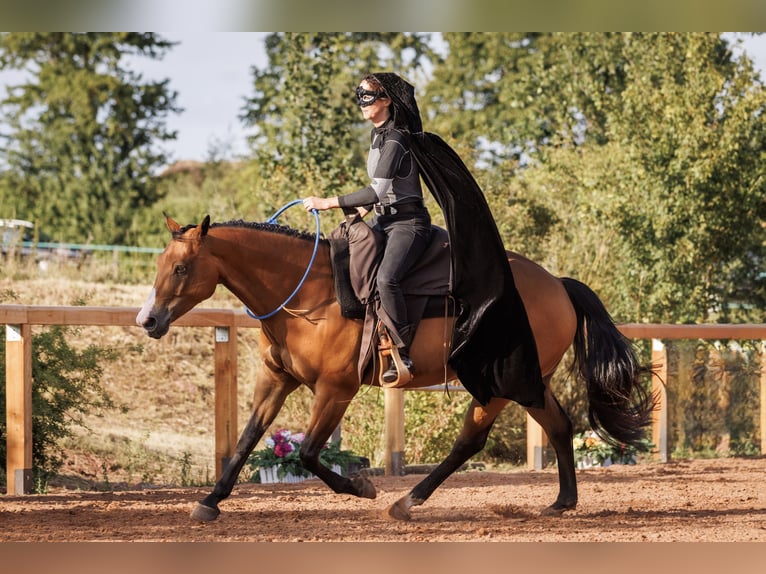 American Quarter Horse Castrone 14 Anni 155 cm Baio in Bad Neustadt an der Saale