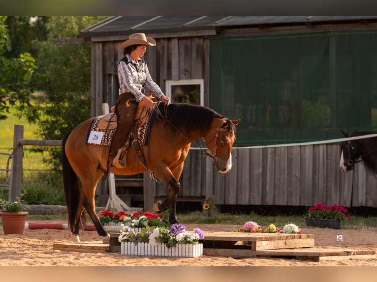 American Quarter Horse Castrone 14 Anni 155 cm Baio in Bad Neustadt an der Saale