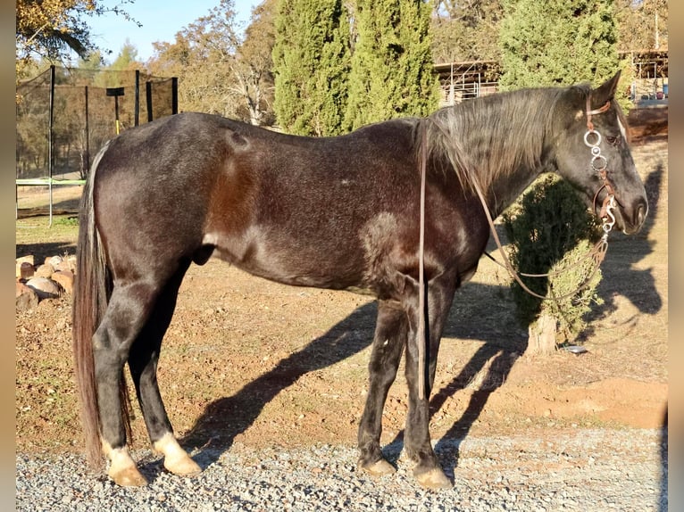 American Quarter Horse Castrone 14 Anni 155 cm Baio roano in Valley Springs CA