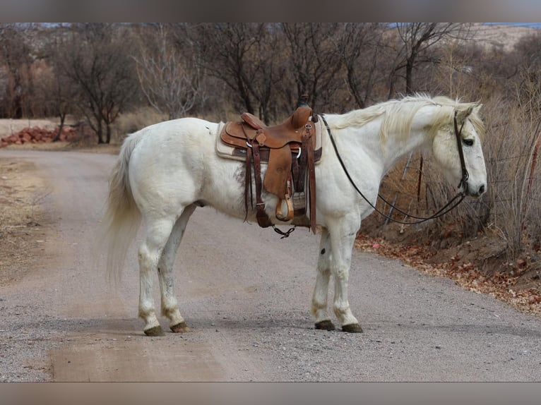 American Quarter Horse Castrone 14 Anni 155 cm Bianco in Camp Verde AZ