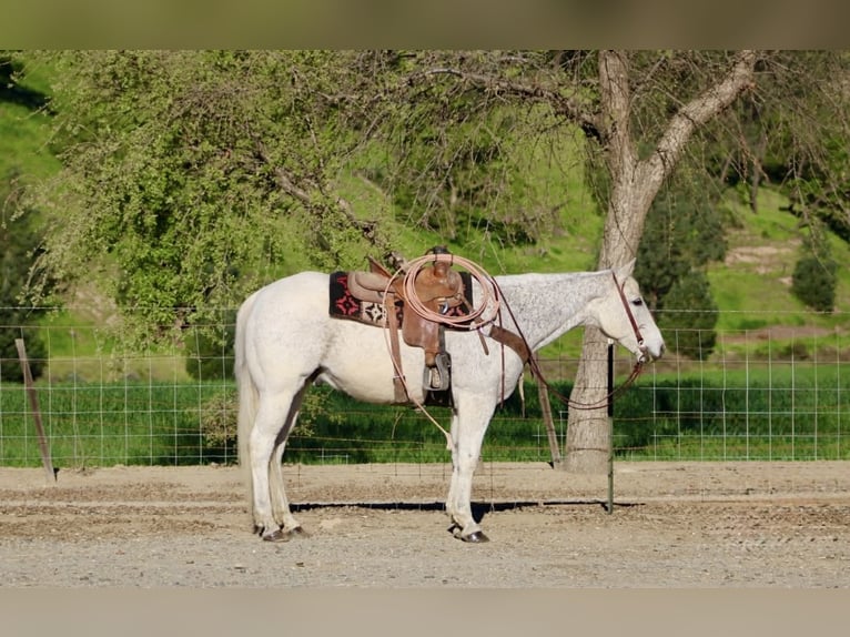 American Quarter Horse Castrone 14 Anni 155 cm Grigio in King City