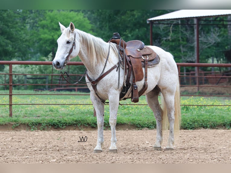American Quarter Horse Castrone 14 Anni 155 cm Grigio in Pollok