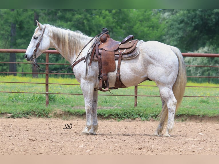 American Quarter Horse Castrone 14 Anni 155 cm Grigio in Pollok