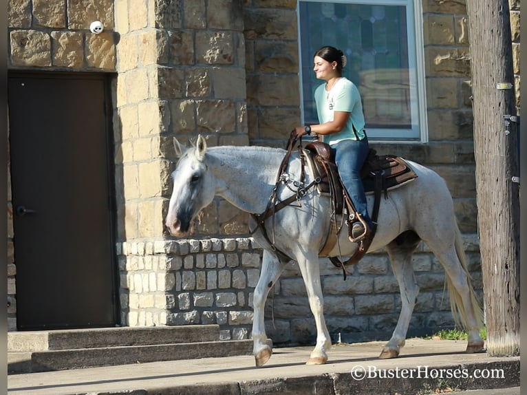 American Quarter Horse Castrone 14 Anni 155 cm Grigio in Weatherford, TX