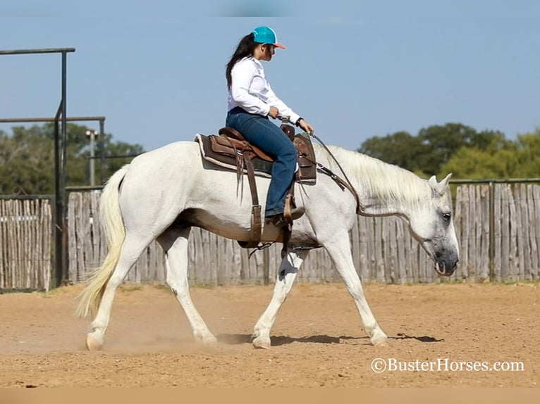 American Quarter Horse Castrone 14 Anni 155 cm Grigio in Weatherford, TX