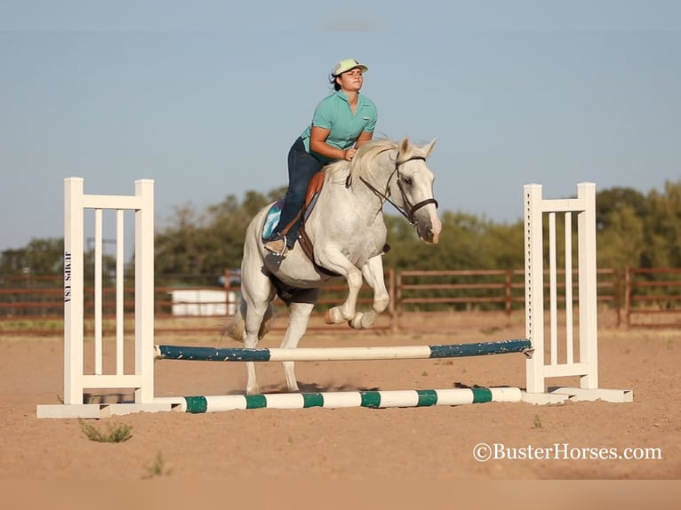 American Quarter Horse Castrone 14 Anni 155 cm Grigio in Weatherford, TX