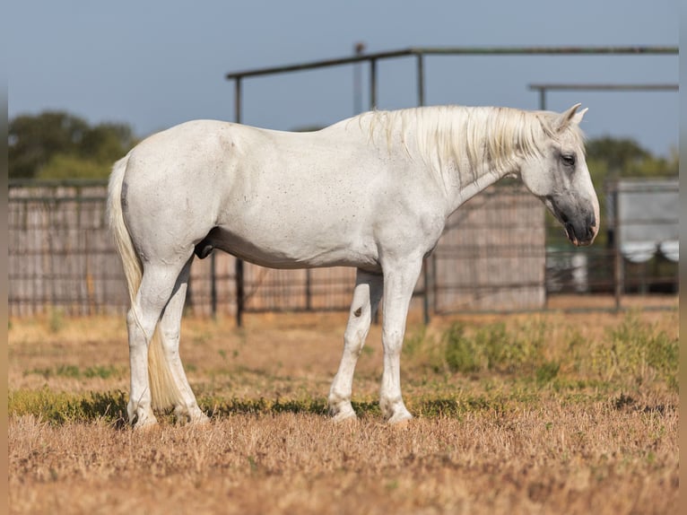 American Quarter Horse Castrone 14 Anni 155 cm Grigio in Weatherford, TX