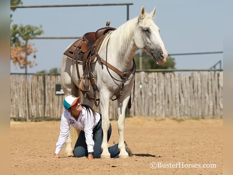 American Quarter Horse Castrone 14 Anni 155 cm Grigio in Weatherford, TX