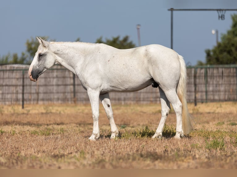 American Quarter Horse Castrone 14 Anni 155 cm Grigio in Weatherford, TX