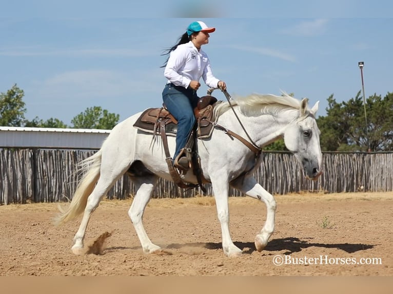 American Quarter Horse Castrone 14 Anni 155 cm Grigio in Weatherford, TX