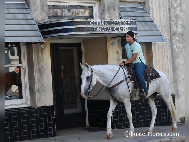 American Quarter Horse Castrone 14 Anni 155 cm Grigio in Weatherford, TX