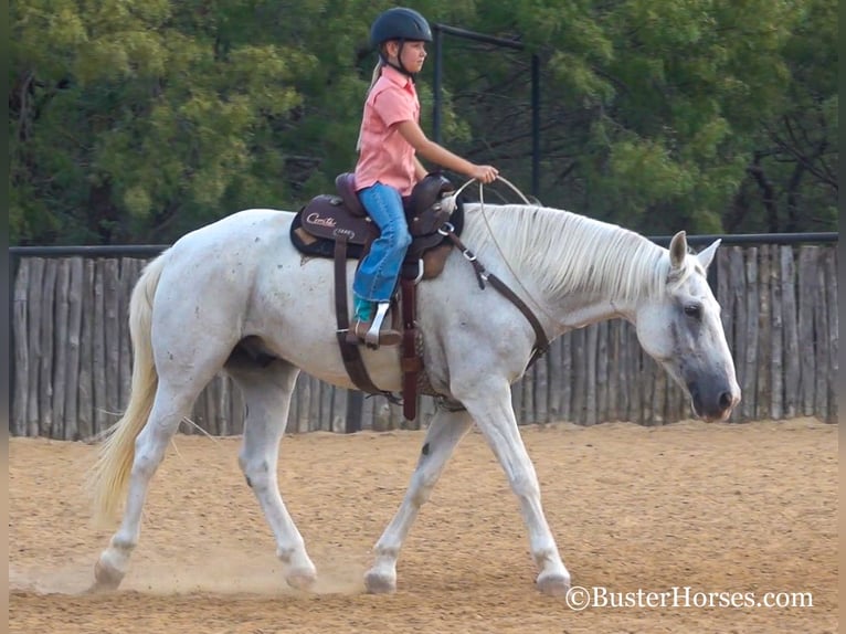 American Quarter Horse Castrone 14 Anni 155 cm Grigio in Weatherford, TX