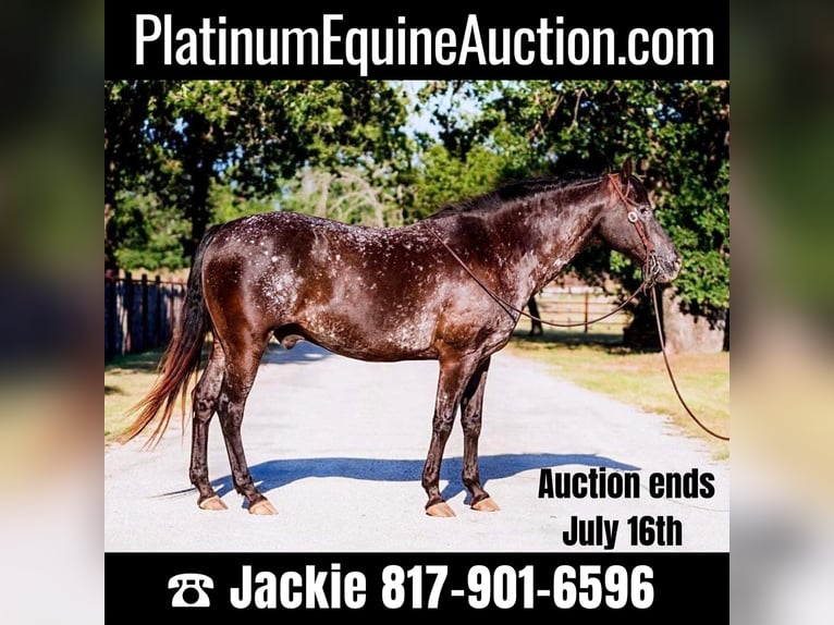 American Quarter Horse Castrone 14 Anni 155 cm Morello in Lipan, TX