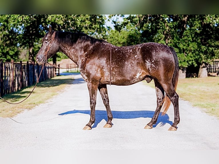 American Quarter Horse Castrone 14 Anni 155 cm Morello in Lipan, TX