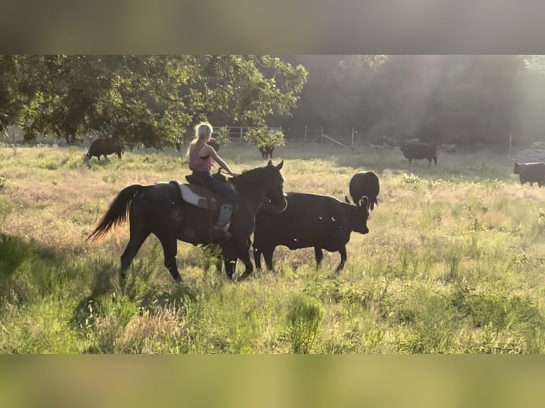 American Quarter Horse Castrone 14 Anni 155 cm Morello in Lipan, TX