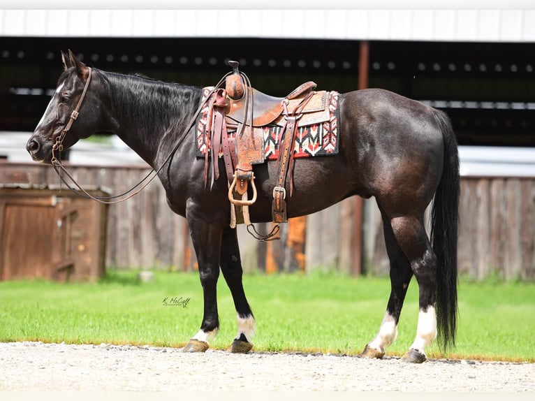 American Quarter Horse Castrone 14 Anni 155 cm Morello in Ravenna