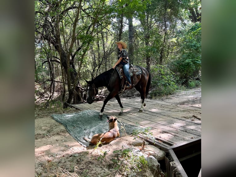 American Quarter Horse Castrone 14 Anni 155 cm Morello in Ravenna