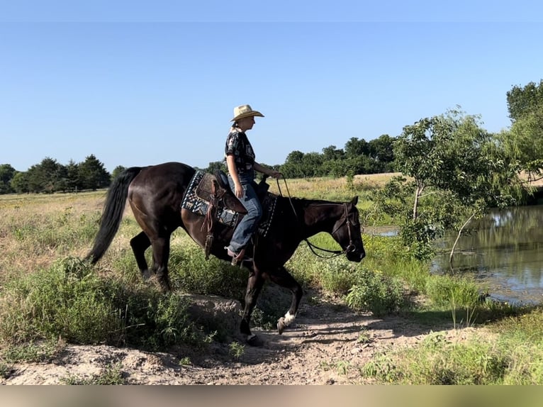 American Quarter Horse Castrone 14 Anni 155 cm Morello in Ravenna